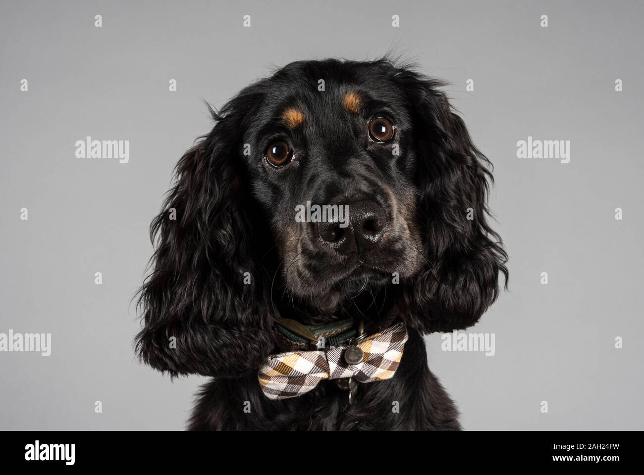 Cockerspaniel, 7 Monate alt, männlich, schwarz & braun, UK. Stockfoto