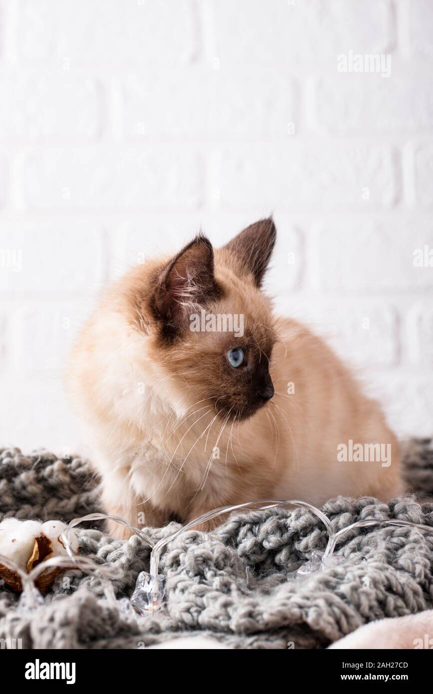 Kleine lustige Kätzchen auf gestrickte Plaid Stockfoto