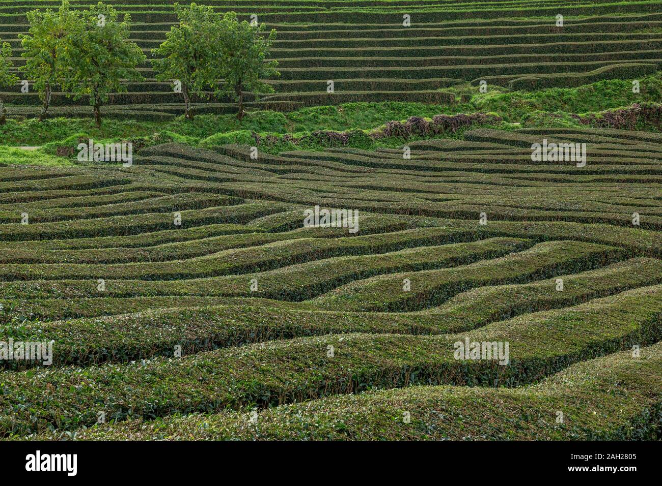 Reihen von Tee Pflanzen am Gorreana Tee Plantage und Fabrik auf der Insel Sao Miguel auf den Azoren. Stockfoto