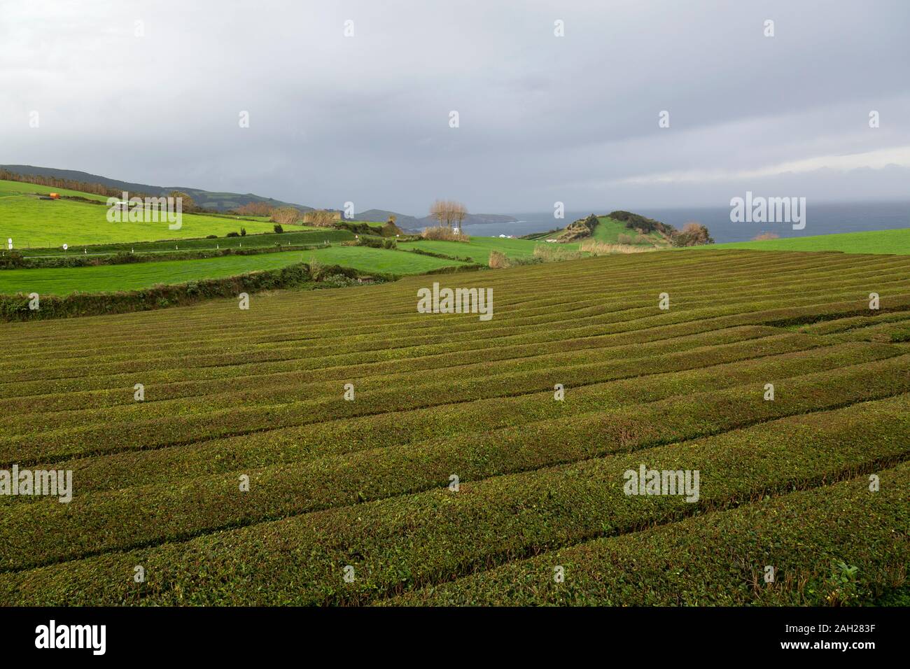 Reihen von Tee Pflanzen am Gorreana Tee Plantage und Fabrik auf der Insel Sao Miguel auf den Azoren. Stockfoto
