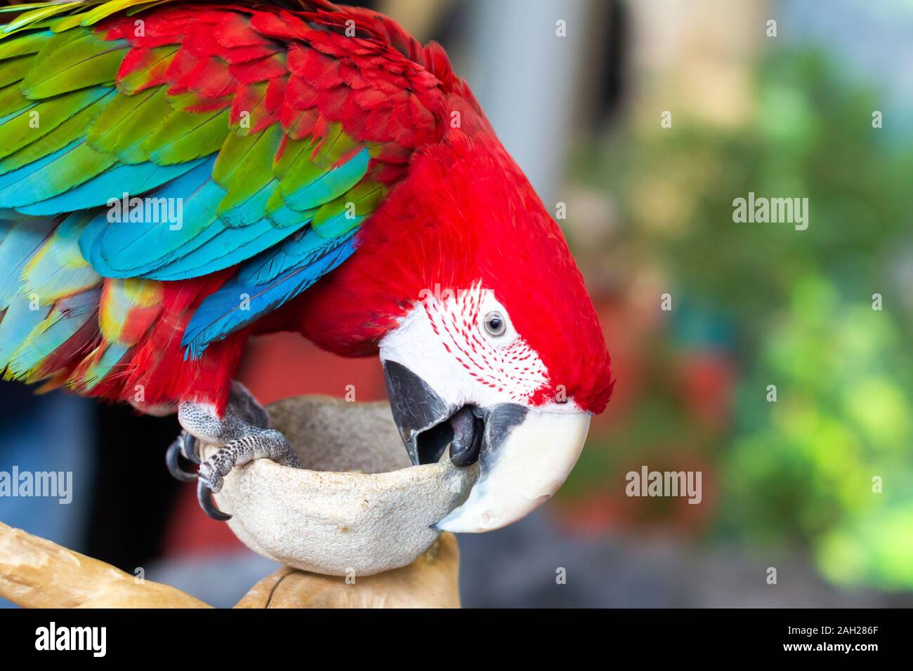 Nahaufnahme von bunten hellroten Aras Papagei Stockfoto