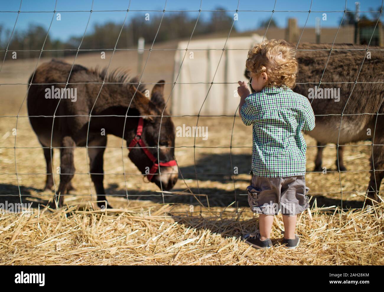 Kleinkind zwei Esel in einem Feld. Stockfoto