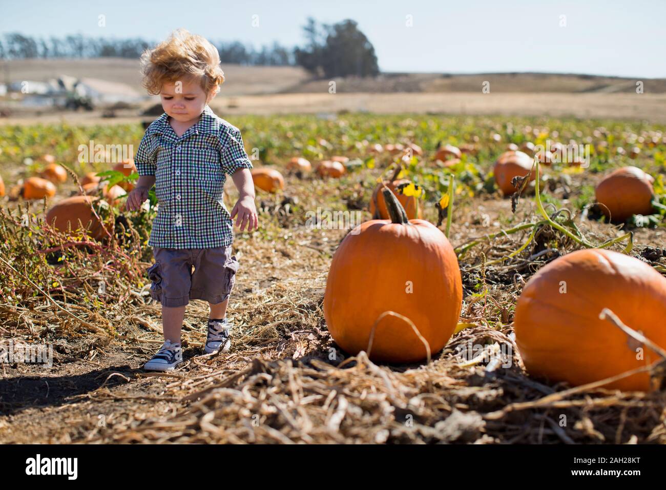 Kleinkind zu Fuß in einer sonnigen Pumpkin Patch. Stockfoto
