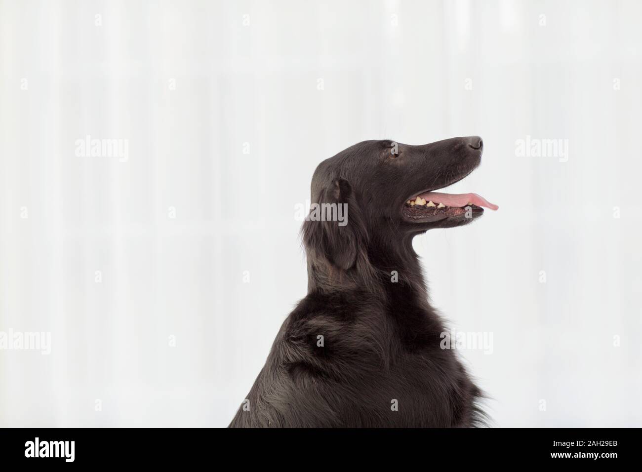 Black Dog vor weißen Vorhängen Stockfoto