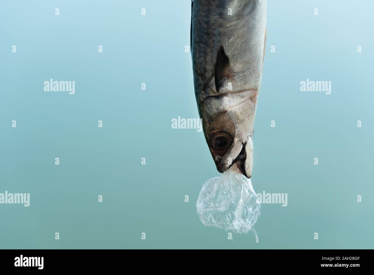 Fisch essen Plastikbeutel mit Blau Natur Hintergrund in Schutt Meerwasser Umweltverschmutzung Hintergrund Stockfoto