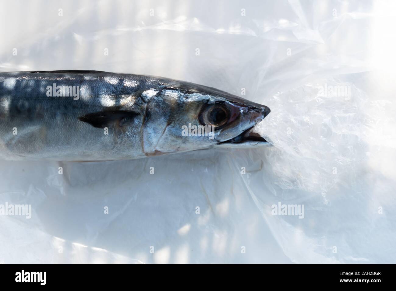 Rohen Fisch essen Plastikbeutel mit weißem Hintergrund in Schutt Meerwasser Umweltverschmutzung Stockfoto