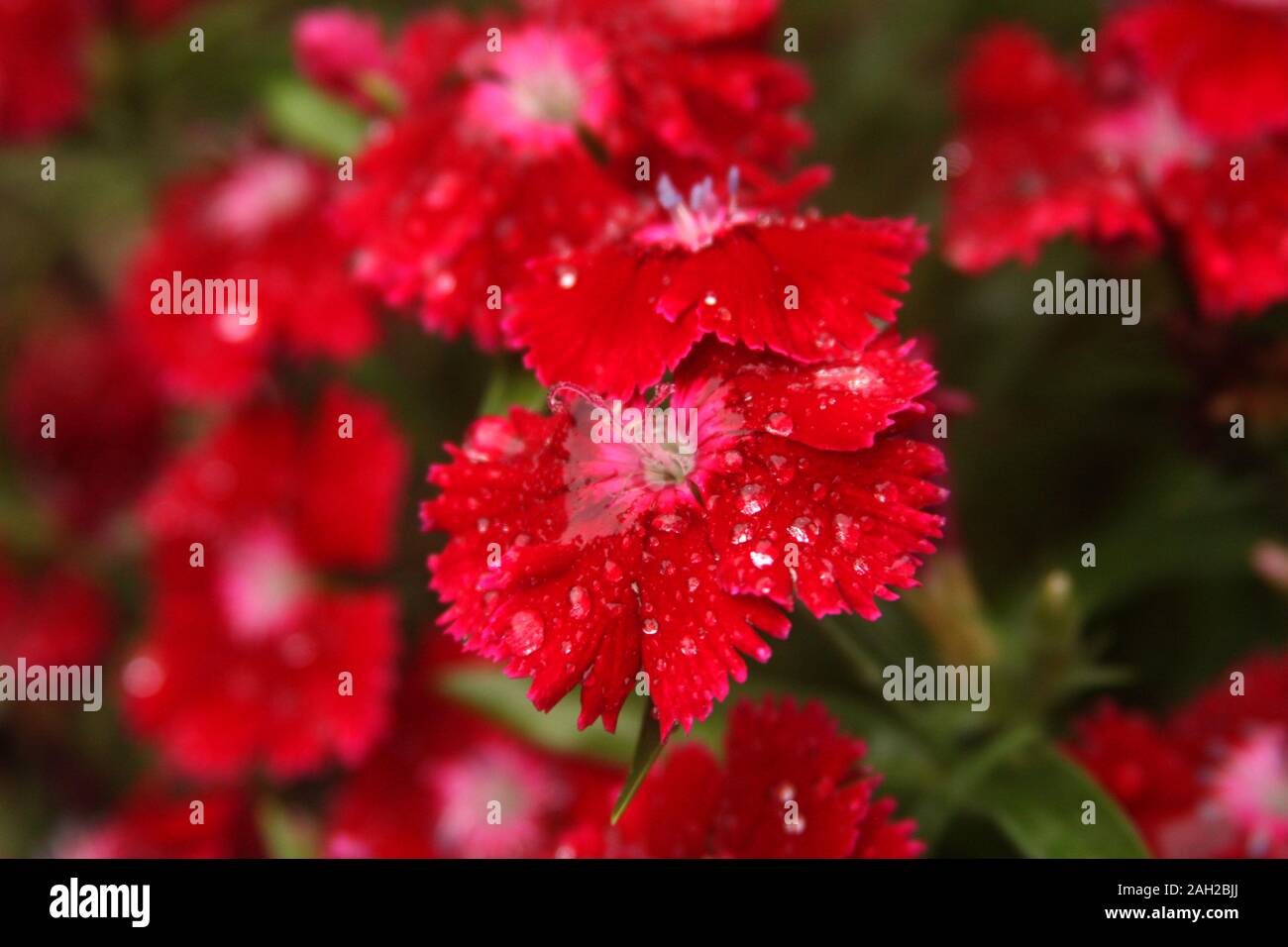 Helle rote Nelke/Dianthus Blumen mit Regentropfen Stockfoto