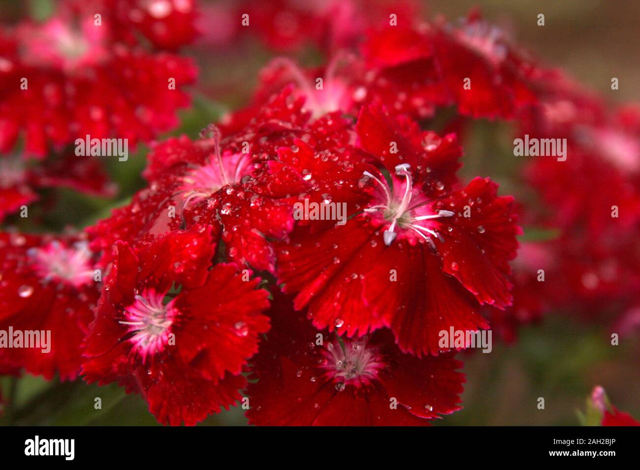 Helle rote Nelke/Dianthus Blumen mit Regentropfen Stockfoto
