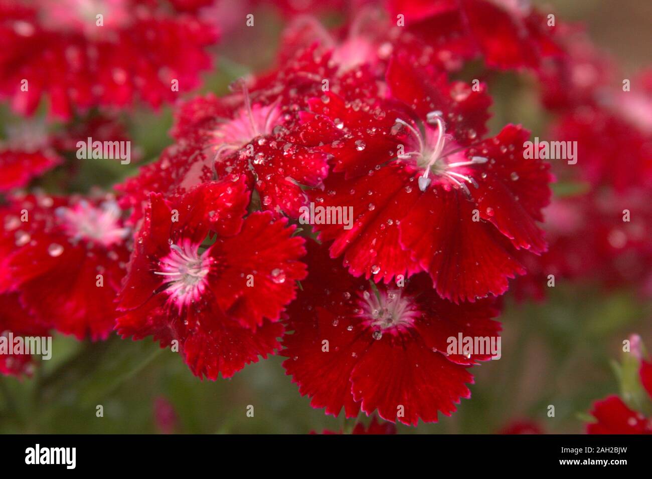 Helle rote Nelke/Dianthus Blumen mit Regentropfen Stockfoto