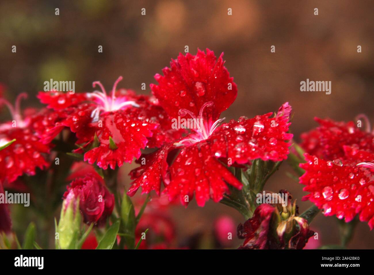 Helle rote Nelke/Dianthus Blumen mit Regentropfen Stockfoto