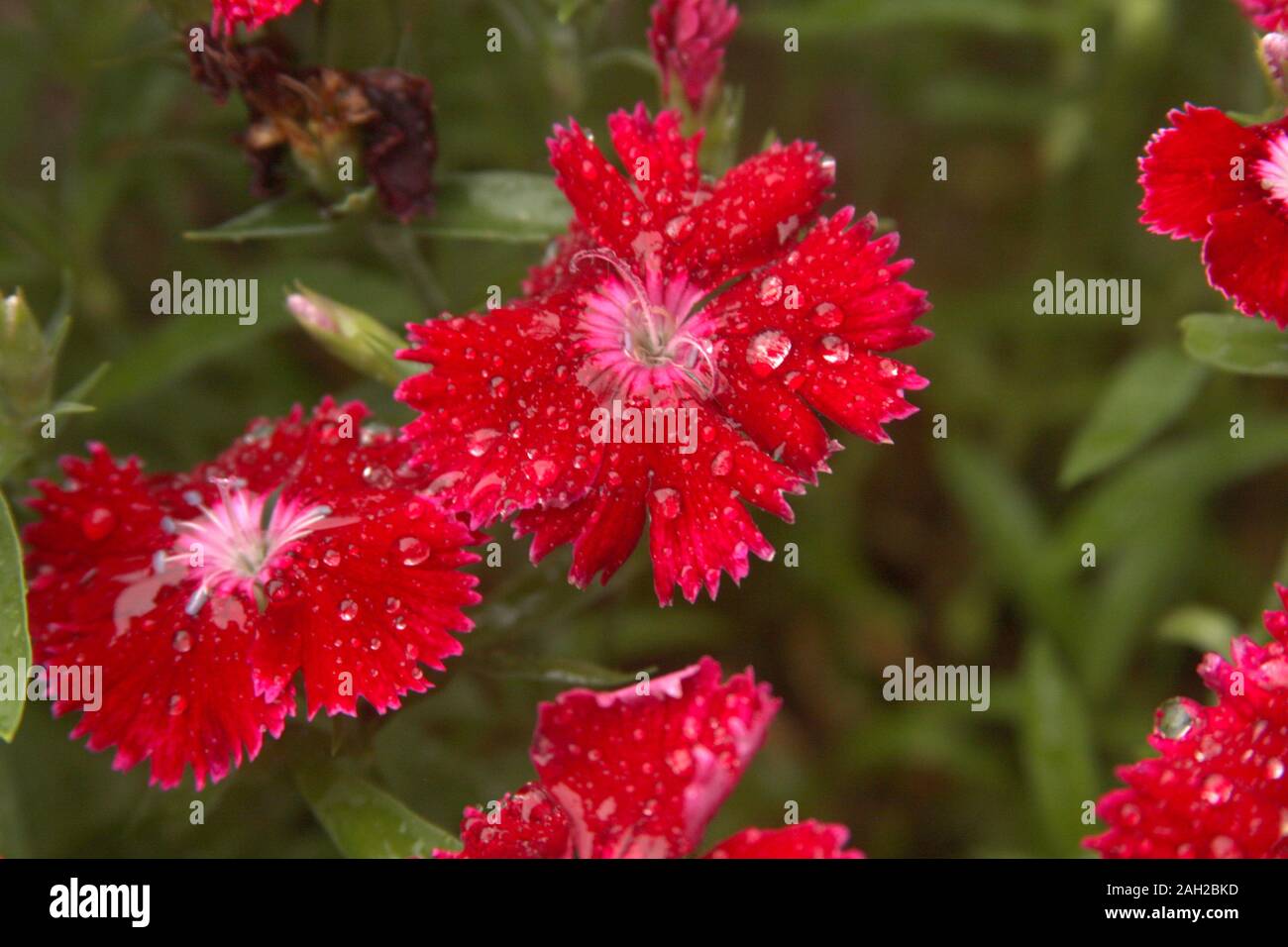 Helle rote Nelke/Dianthus Blumen mit Regentropfen Stockfoto