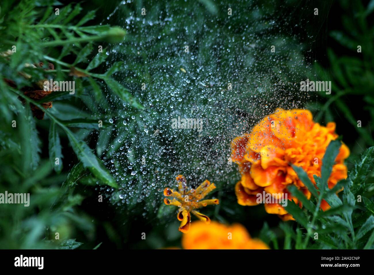 Regentropfen auf spiderweb Stockfoto