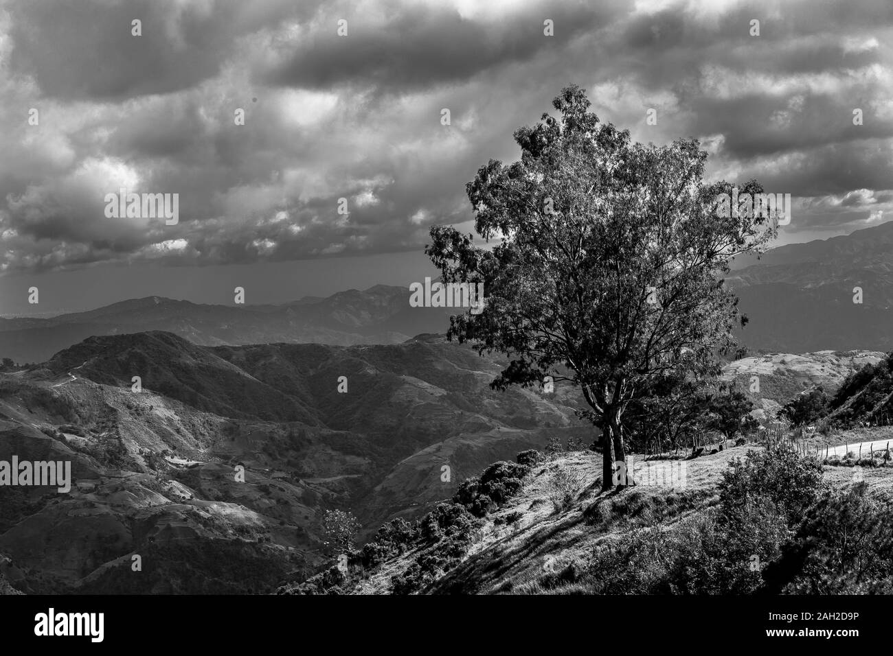 Dramatische schwarz-weiß Bild von einer isolierten Baum hoch oben in der Karibik in den Bergen der Dominikanischen Republik. Stockfoto