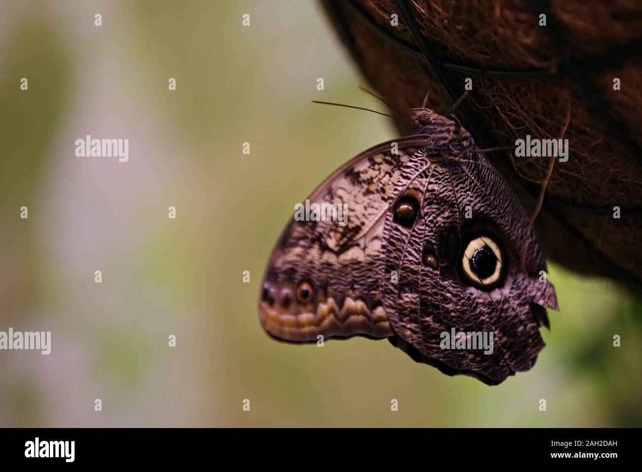 Schmetterling auf einem Blatt Stockfoto