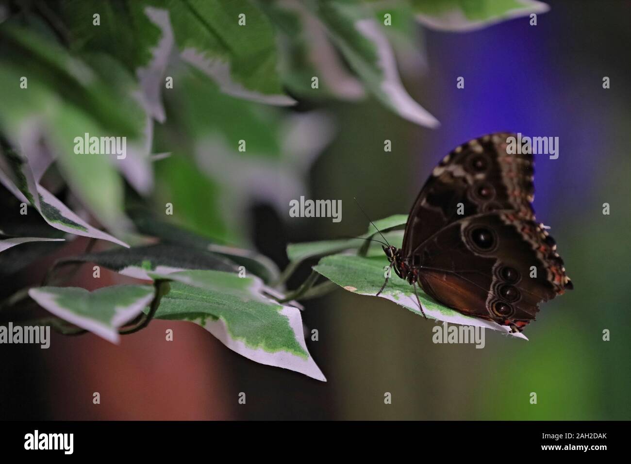 Schmetterling auf einem Blatt Stockfoto