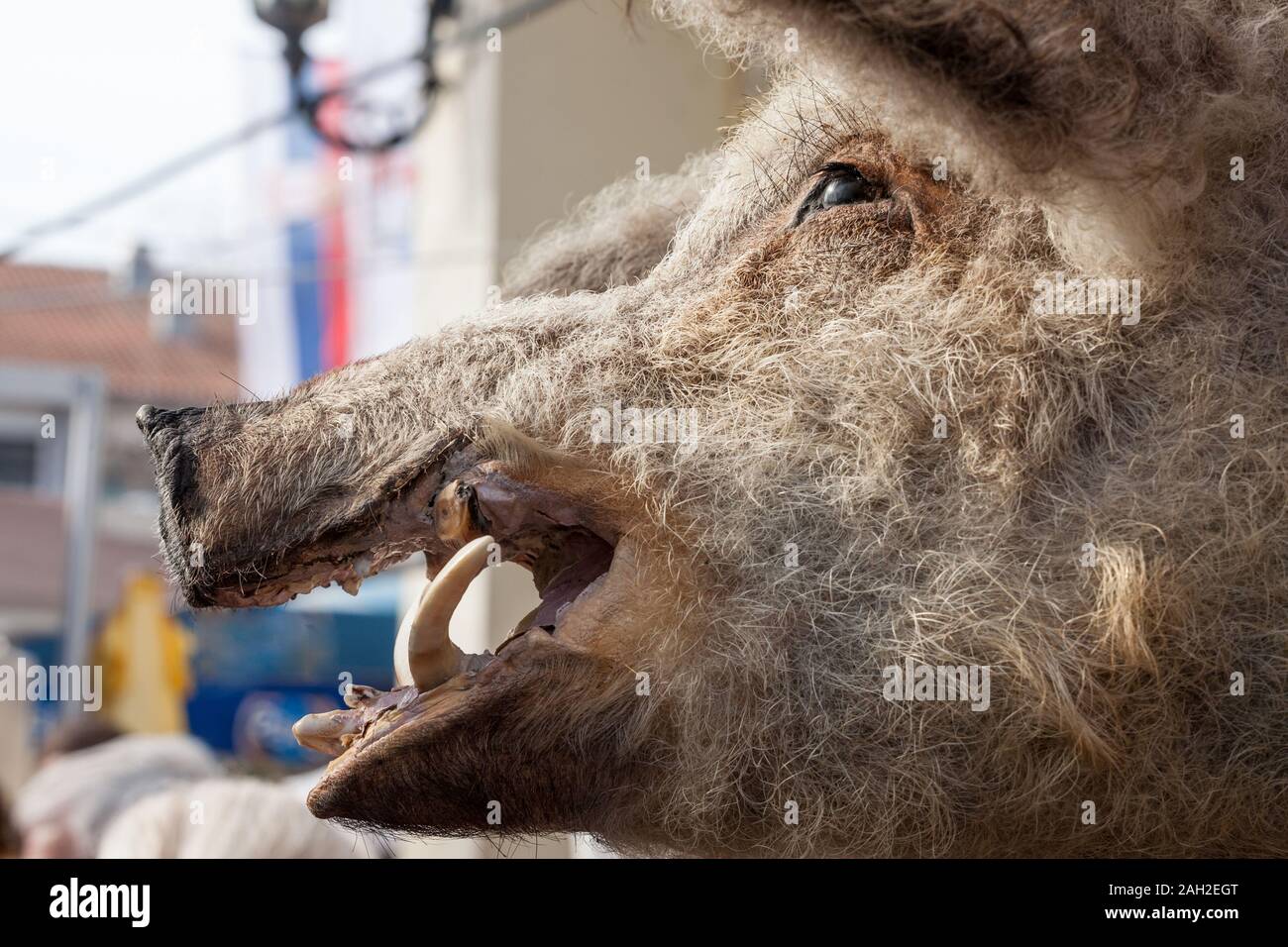 Kopf eines toten Mangulica Schwein auf dem Display in der Serbischen Landschaft. Mangulica oder mangalica, ist eine Rasse von Porks, typische aus Ungarn und Serbien, fam Stockfoto