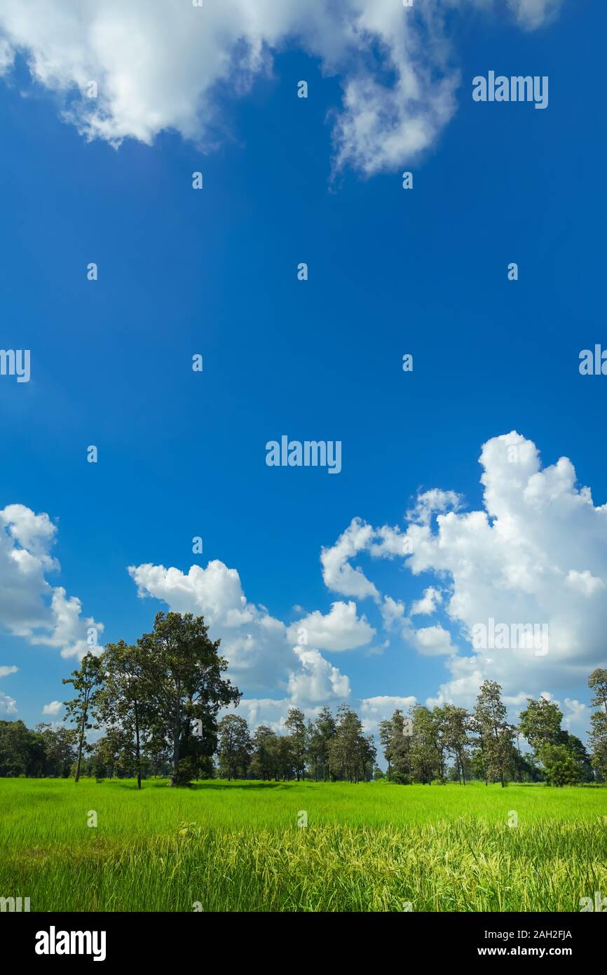 Grüne Reisfelder mit schönen Wolke Himmel in Buriram, Thailand. Stockfoto