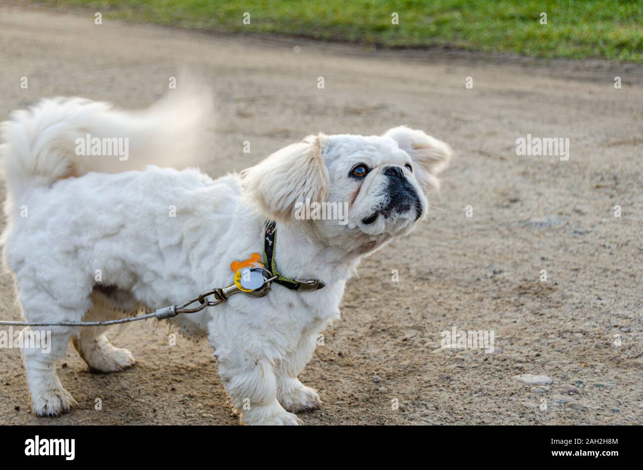 Hund Wedelt Mit Dem Schwanz Stockfotos und bilder Kaufen Alamy