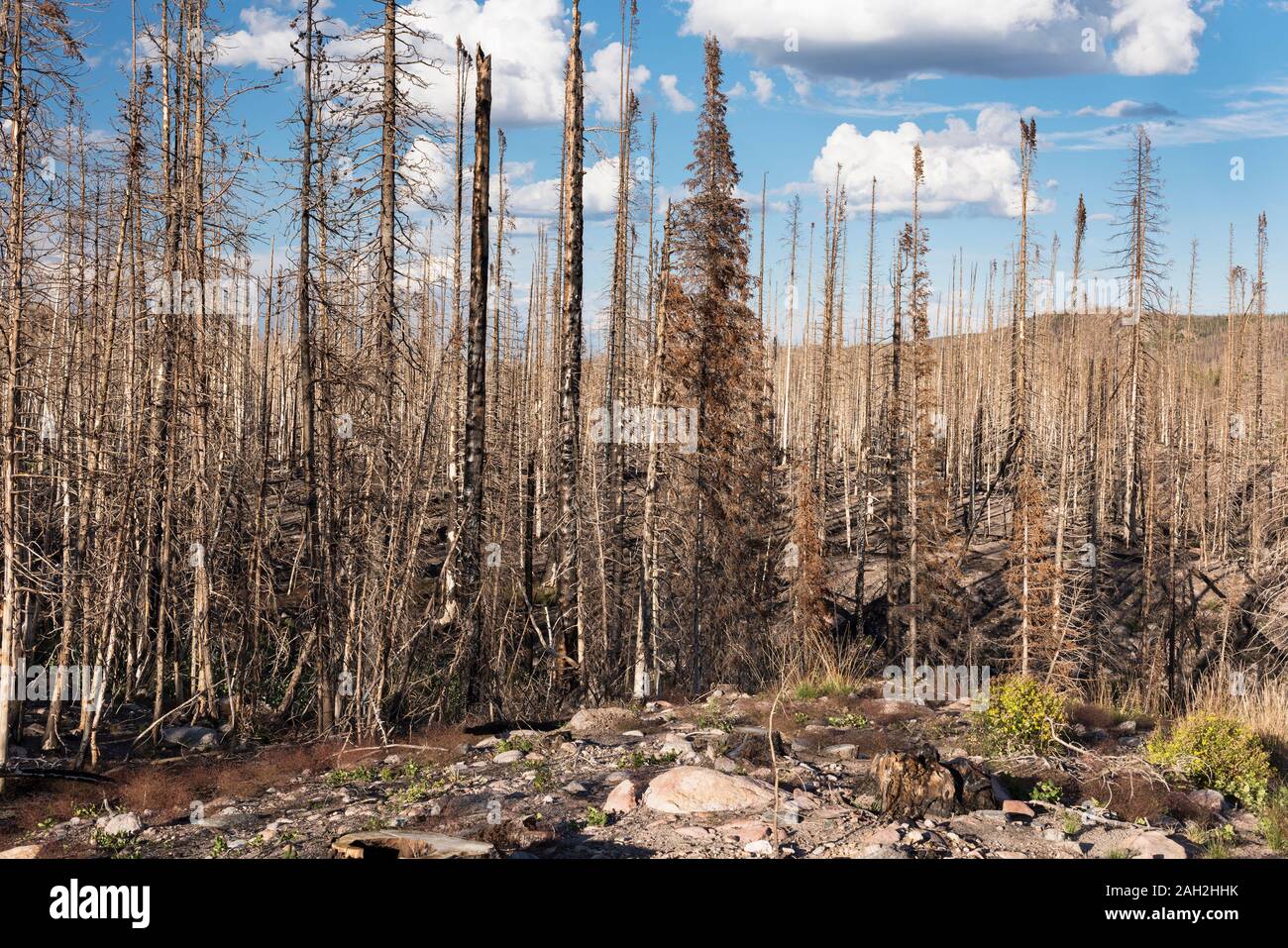 Routt National Forest Erholungsgebiet mit Big Creek Seen und Campingplatz am Rande des Mount Zirkel Wildnis. Nach dem Brand von Beaver Creek. Stockfoto