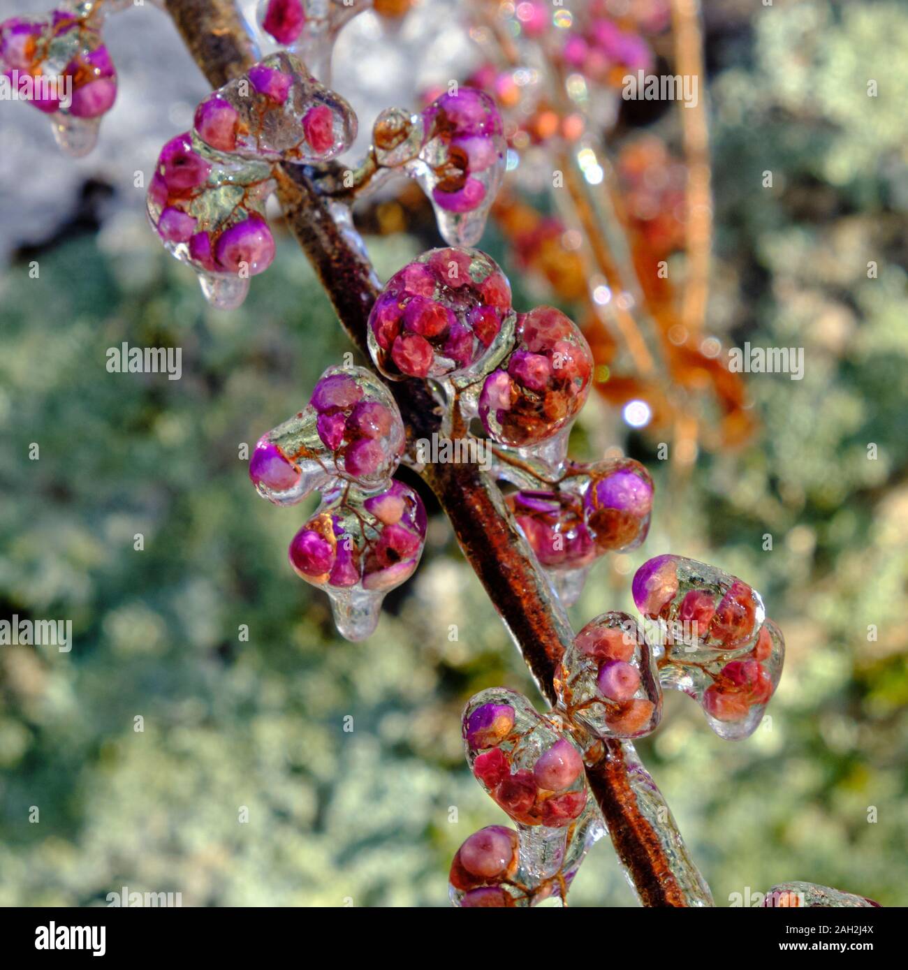 Beautyberries in Blasen von nach einem Eissturm in Connecticut, USA, gefroren Stockfoto