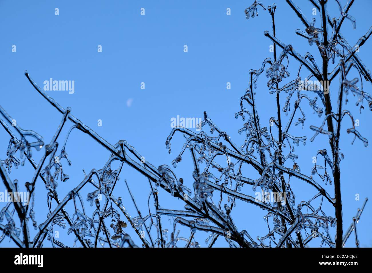 Eis verkrusteten Zweige mit den Mond in einem blauen Himmel Stockfoto