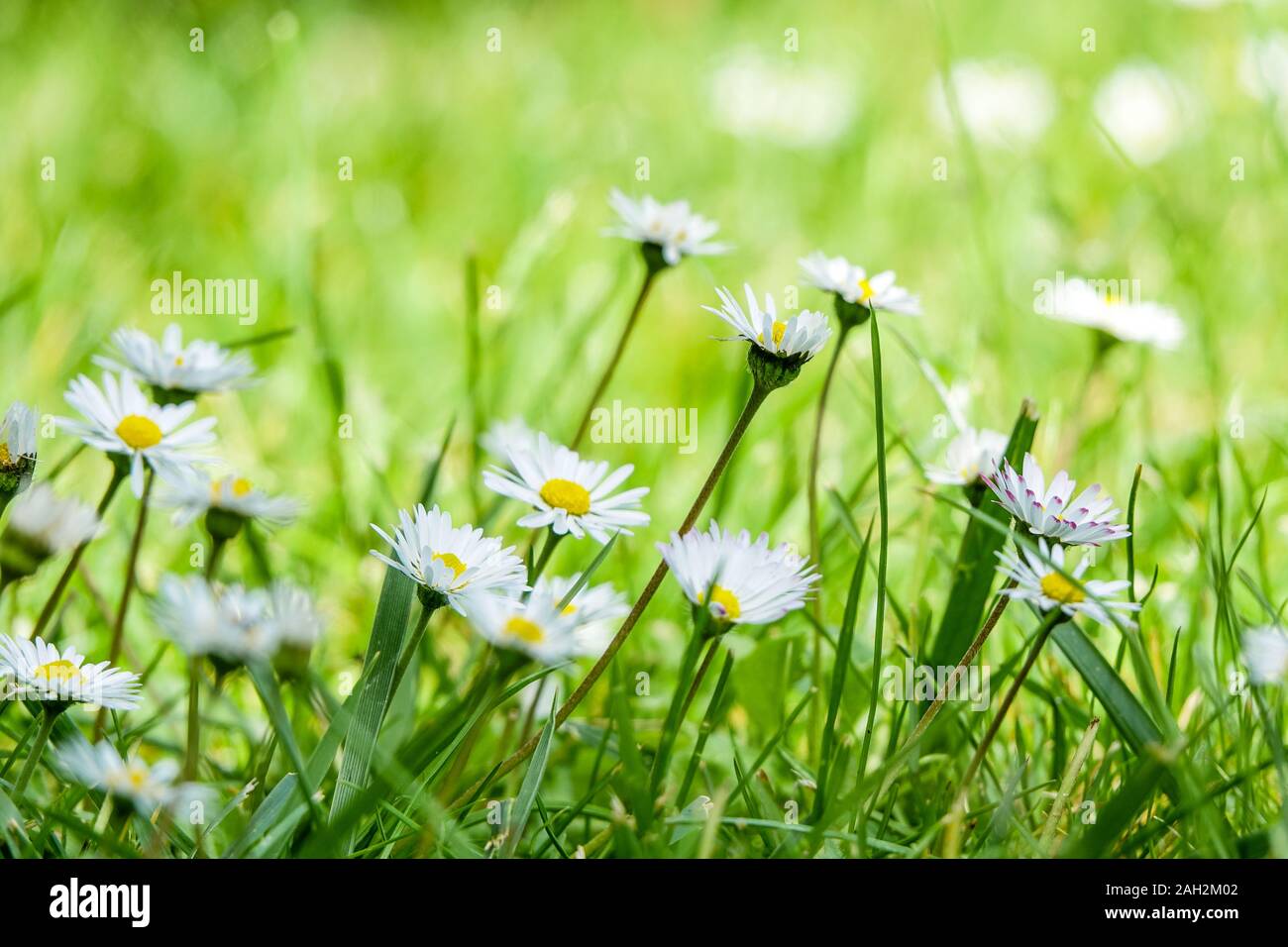 Schönen wilden daisy flowers in der Brise in Greenfield. Der Frühling ist gekommen und der neue Tag beginnt. Stockfoto