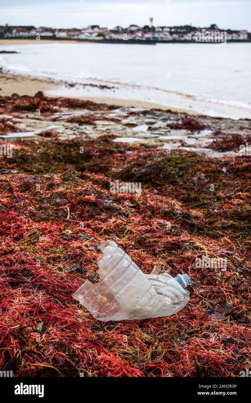 Plastikflasche Festlegung unter roten Algen, Strand Socoa, Baskenland, Pyrénées-Atlantiques, Frankreich Stockfoto