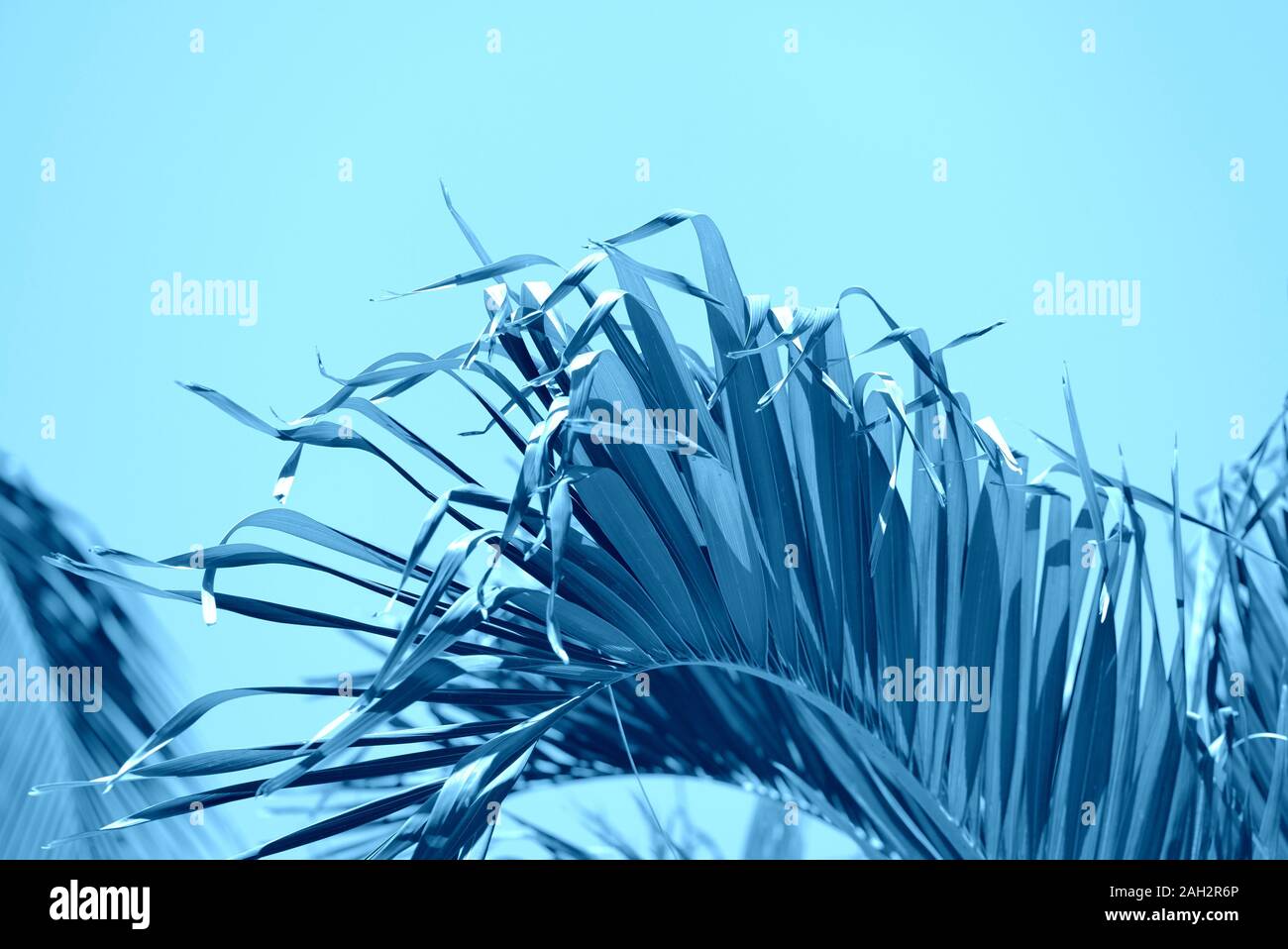 Palm Blätter gegen den Himmel. Tropischen Hintergrund blau getönt Stockfoto