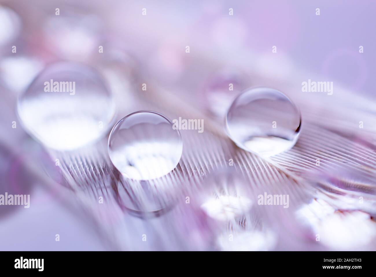 Schöne transparente Wassertropfen oder Regenwasser auf weichem Hintergrund. Makrofotografie. Desktop Hintergrund. Selektive konzentrieren. Horizontale. Stockfoto