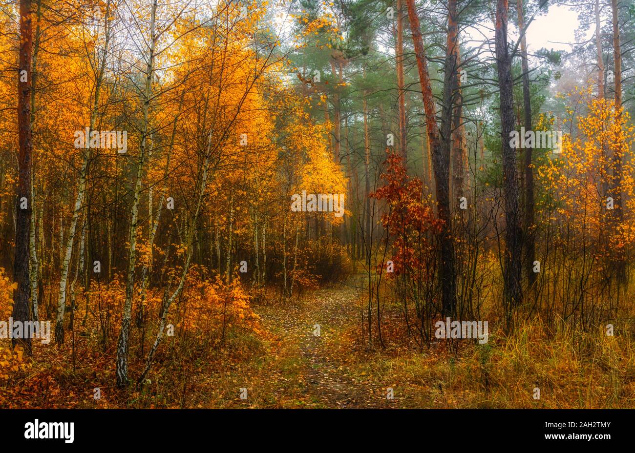 Herbst Landschaft. Schönen Tag für einen schönen Spaziergang. Einen schönen Wald mit Blätter im Herbst eingerichtet erfreut das Auge. Stockfoto