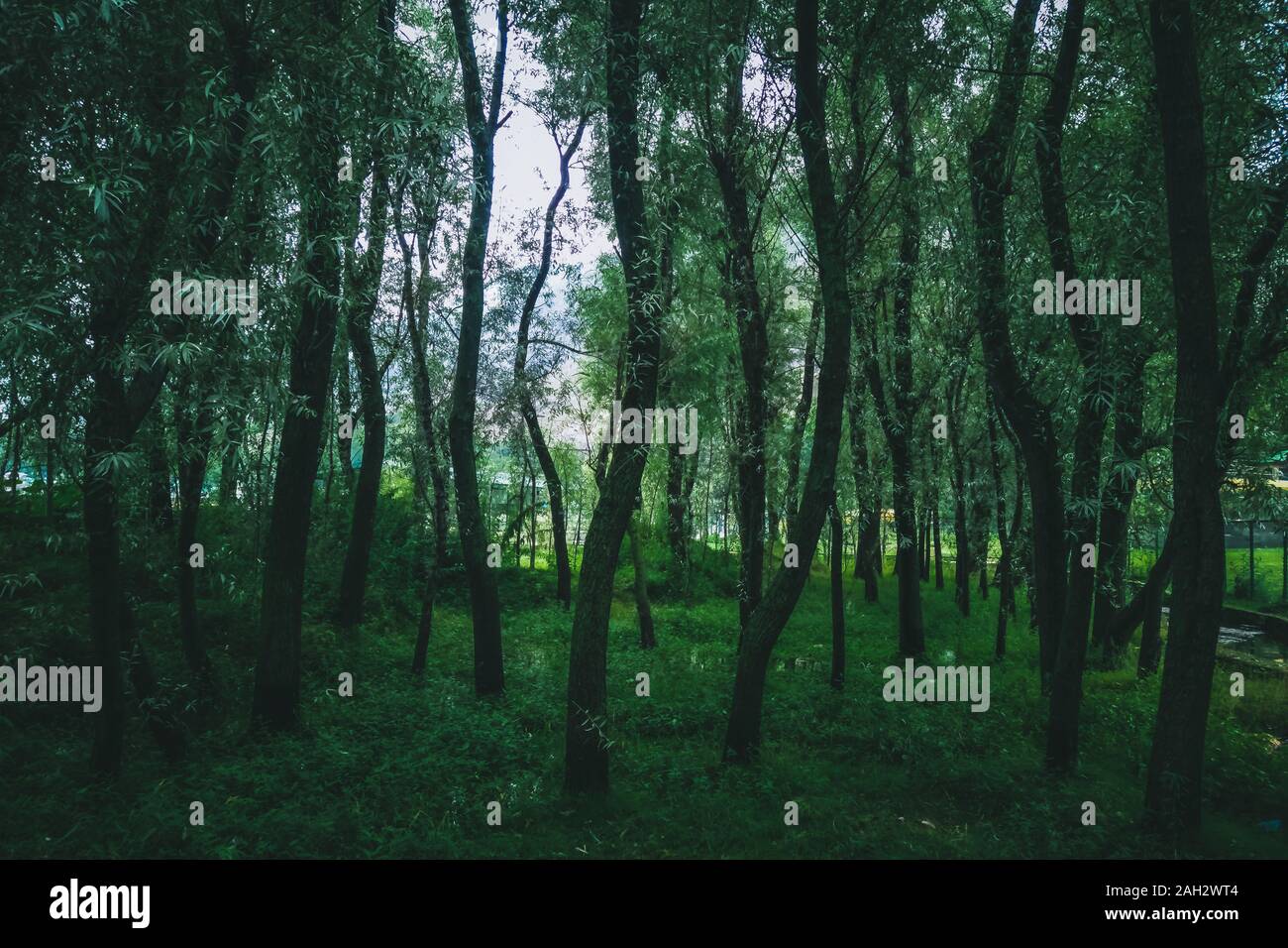 Moody Entsättigung der Blick eines Waldboden mit zahlreichen schlanken Bäumen. Stockfoto
