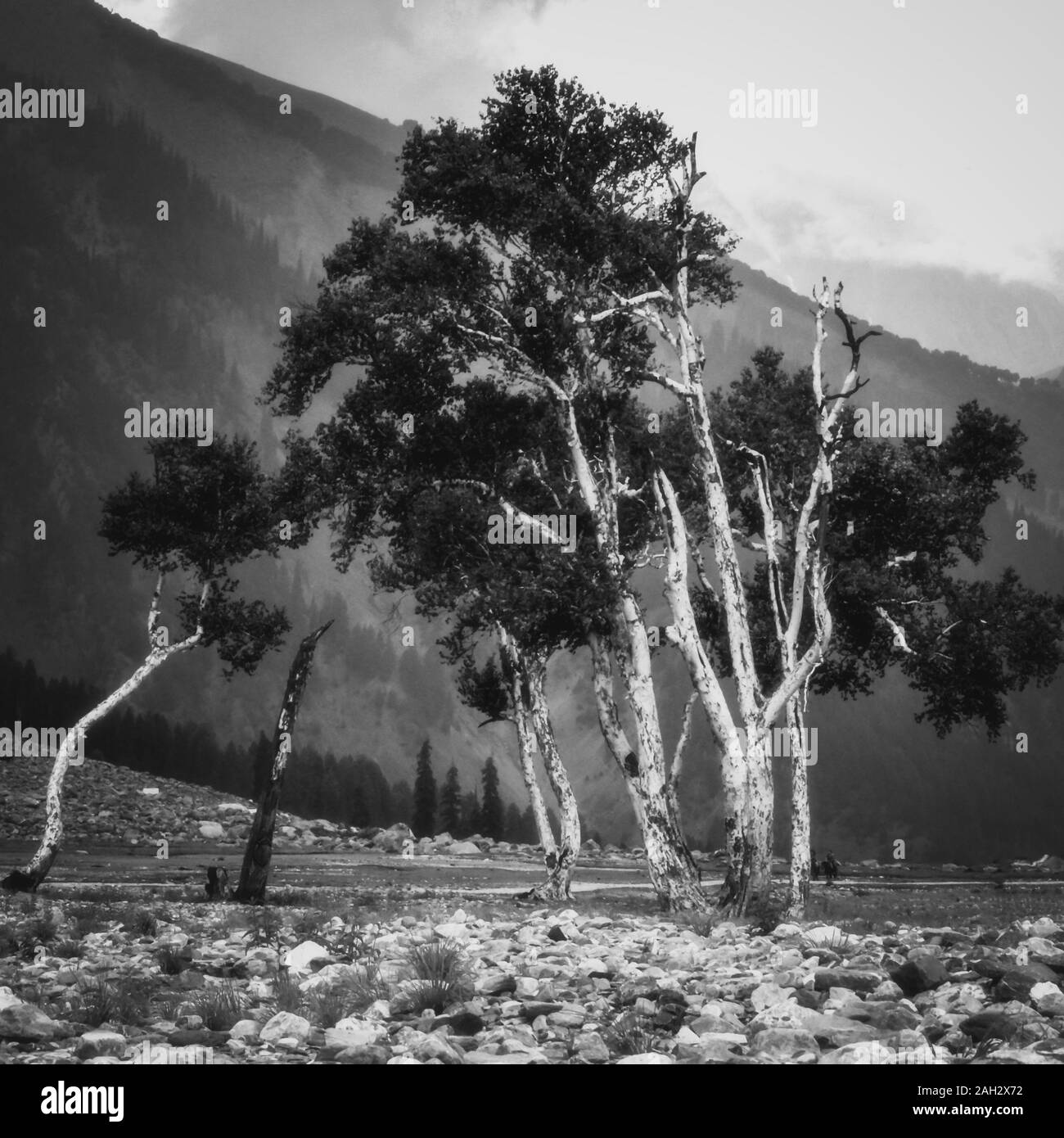 Ein Bündel von Bäumen auf einem felsigen Gelände in der Nähe von Thajwas Gletscher in Sonmarg Kaschmir wächst. Bäume in Schwarz und Weiß Stockfoto