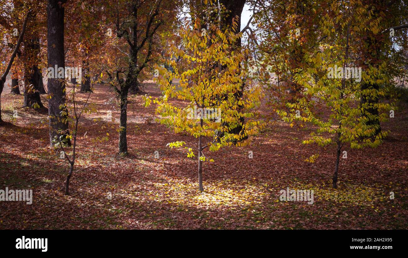 Super Licht durch die gelben Blätter eines Baumes im Herbst in Kaschmir wider Stockfoto