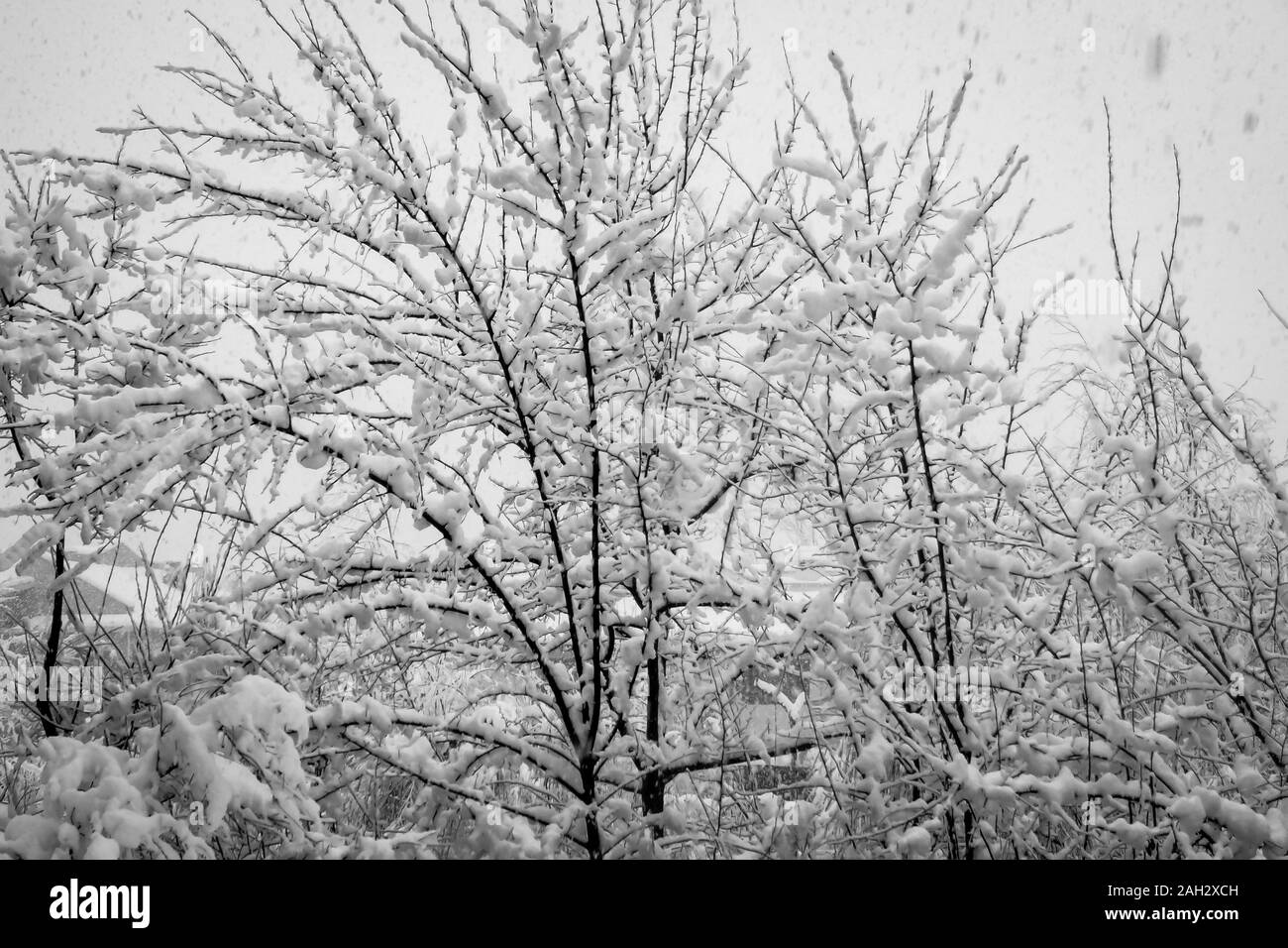 Frischer Schnee auf der banches eines Baumes kumulierten Stockfoto