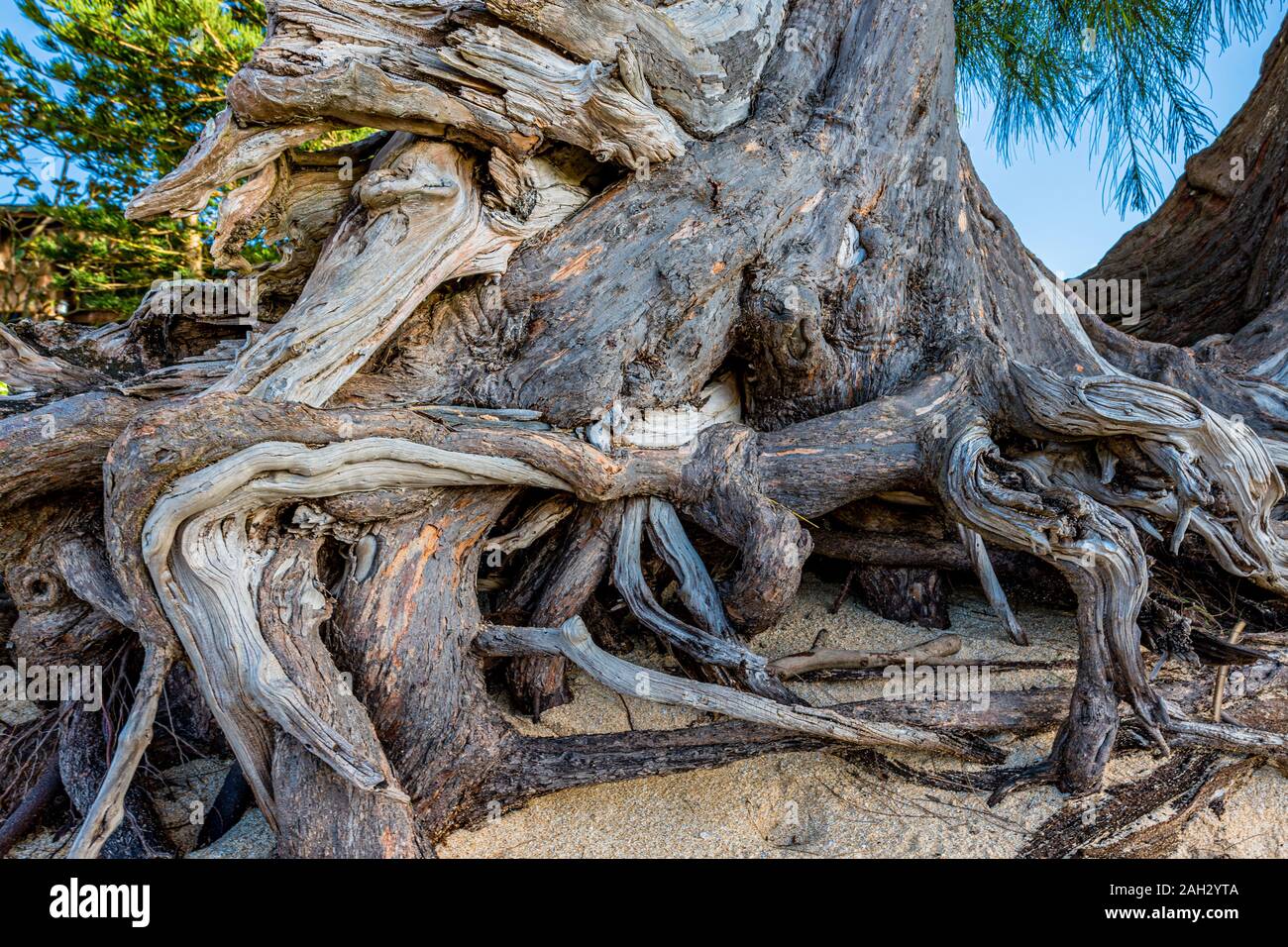 Den knorrigen Wurzeln eines Pine Tree auf dem Sunset Beach auf Oahu, Hawaii Stockfoto