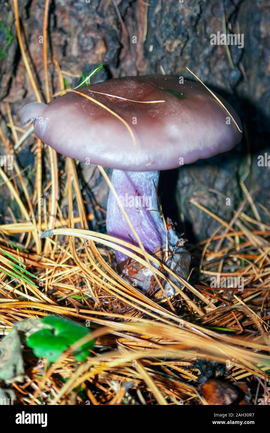 Nahaufnahme eines Pilzes in einem Bemoosten Umgebung, mit einem verschwommenen Hintergrund. Stockfoto