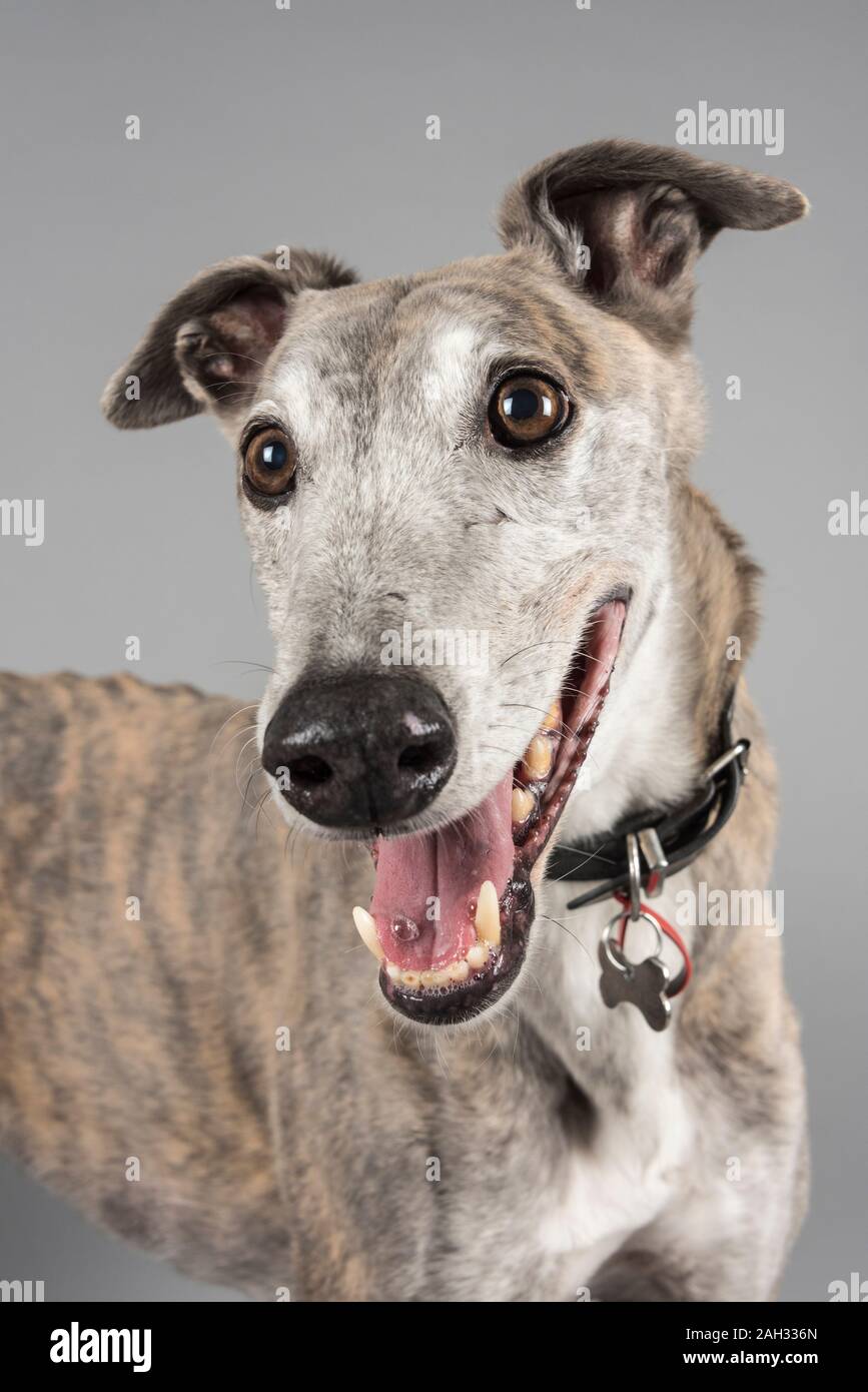 Greyhound Haustier Hund in Großbritannien Stockfoto