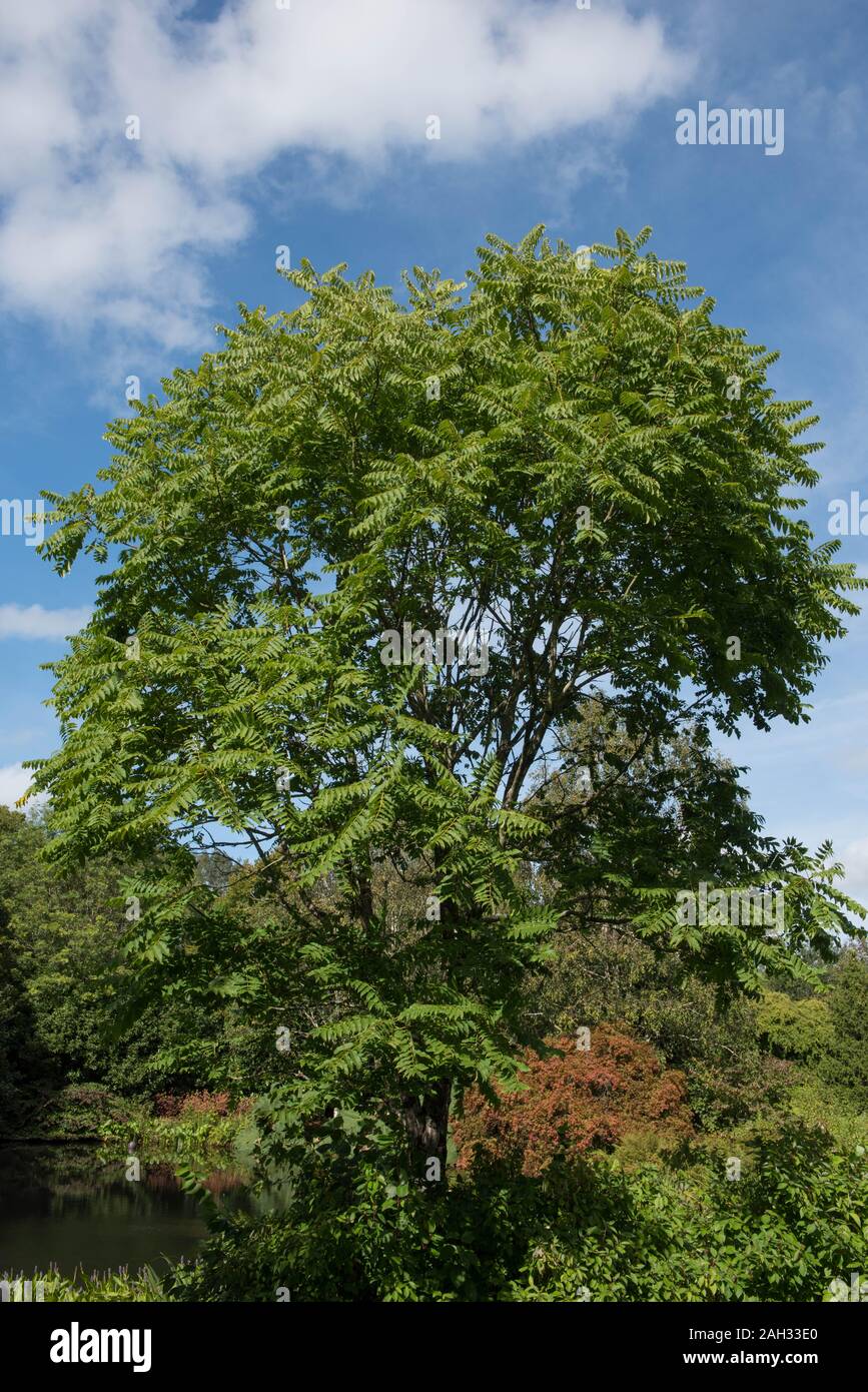 Chinesische Mahagoni, Chinesischen Toon oder Rot Toon Laubbaum (Toona sinensis) von einem See in einem Garten in der rosemoor in ländlichen Devon, England, Großbritannien Stockfoto