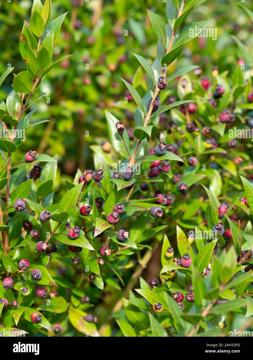 Myrte, Myrtus communis, Beeren. Stockfoto