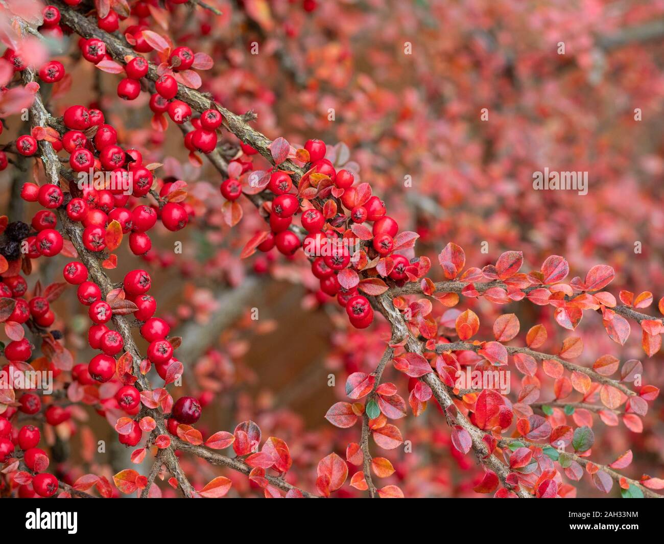 Cotoneaster horizontalis, Beeren. Stockfoto