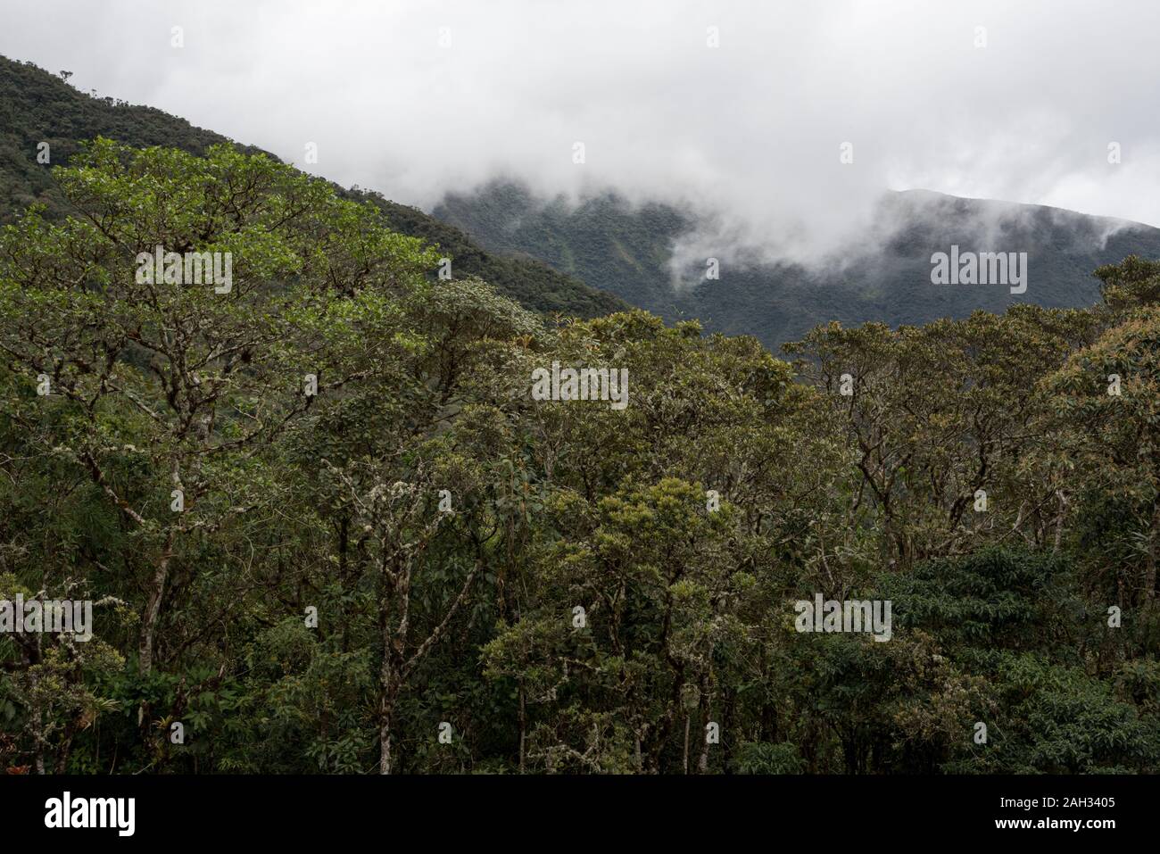 Urwald im tropischen Podocarpus-Nationalpark in den Anden auf 3000 Meter über dem Meeresspiegel in Ecuador. Stockfoto