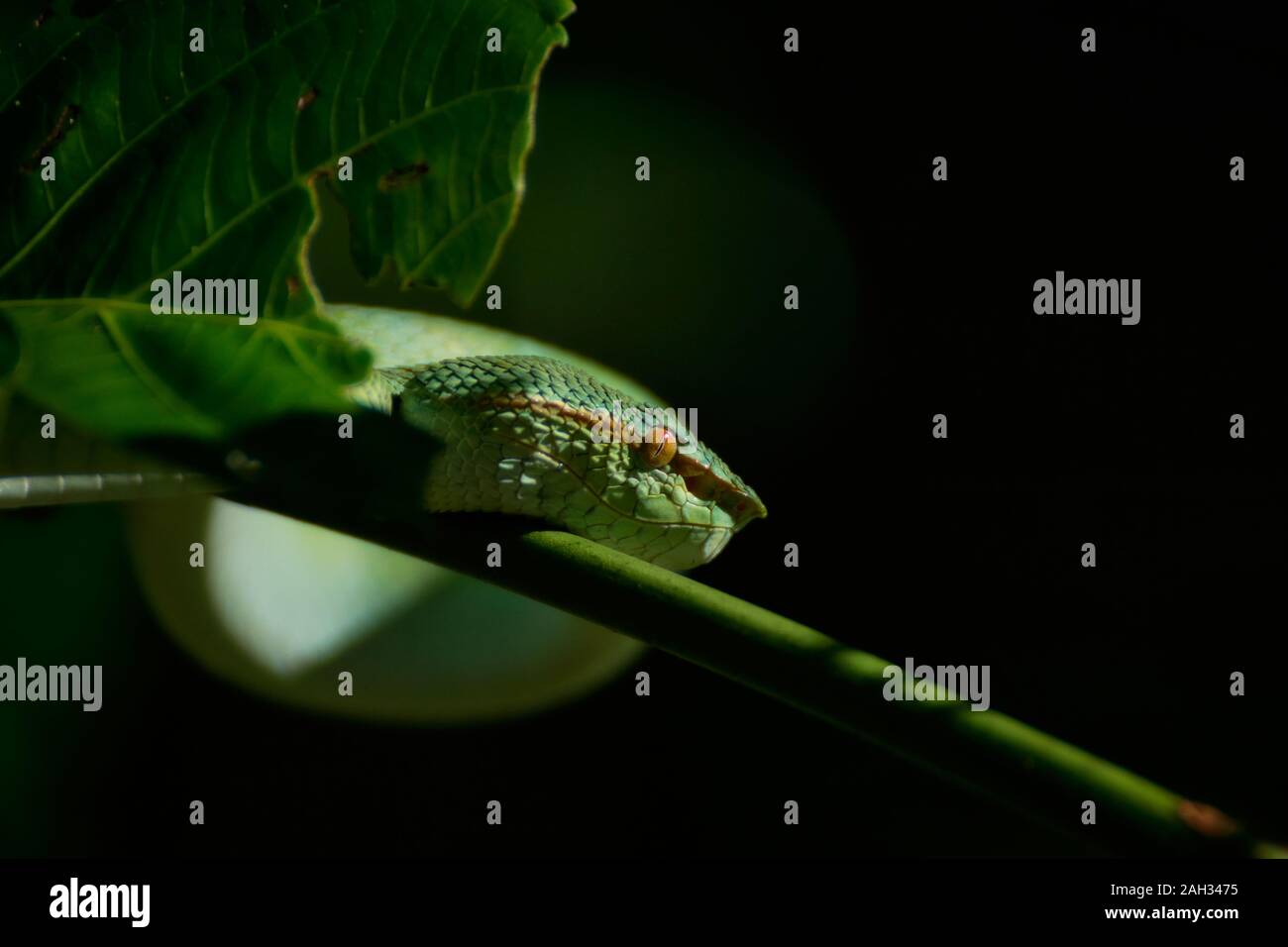 Bornesischen Gekielt green Pit Viper-Tropidolaemus subannulatus. Bako Nationalpark, Malaysia, Borneo. Während der Nacht. Nahaufnahme auf Baum. Hängende grüne Schlange. Stockfoto