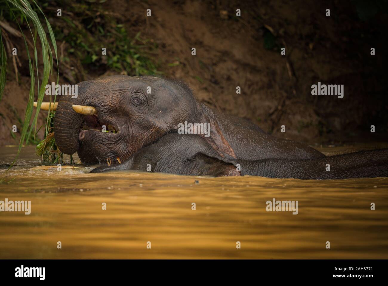Borneo pygmy Elefanten füttern in und entlang der Kinbatangan Kinabatangan Fluss im Bezirk von Sabah, Malaysia Stockfoto