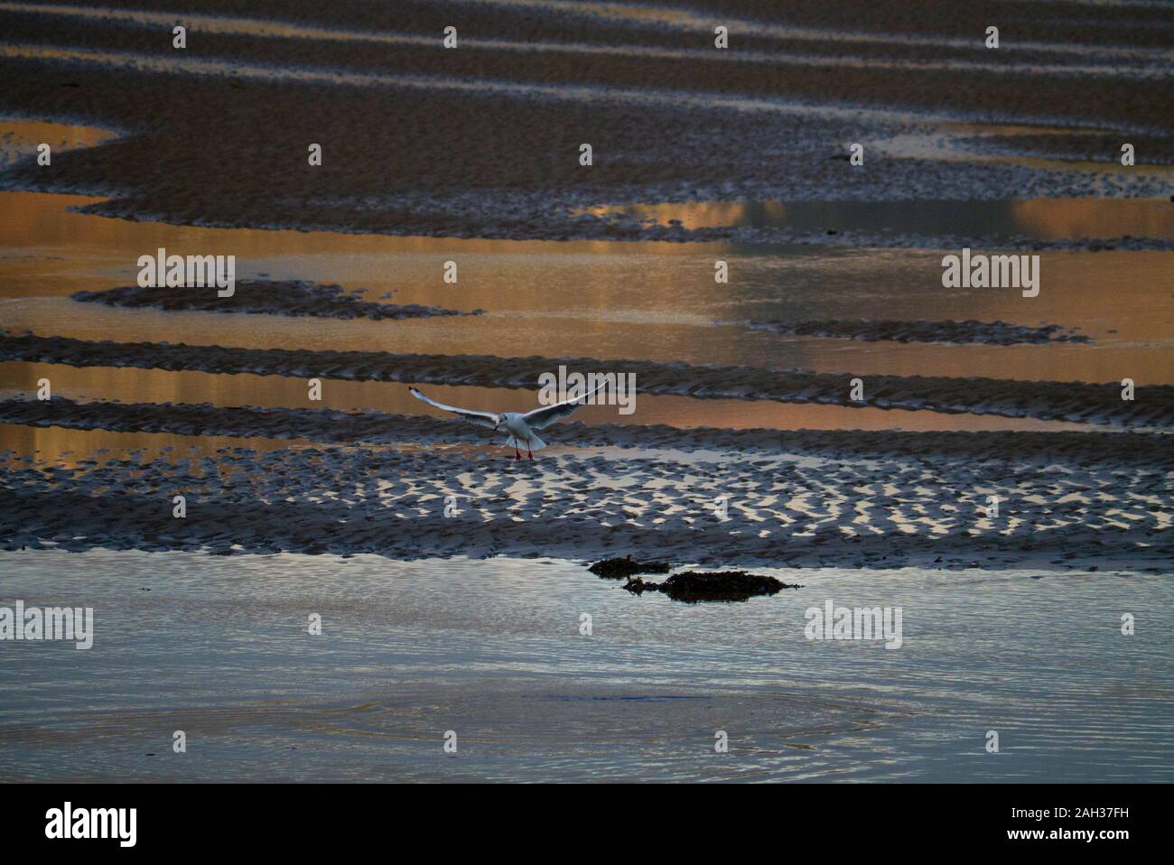 Seagull im Flug bei Loch Fleet Sutherland Scotland UK Stockfoto
