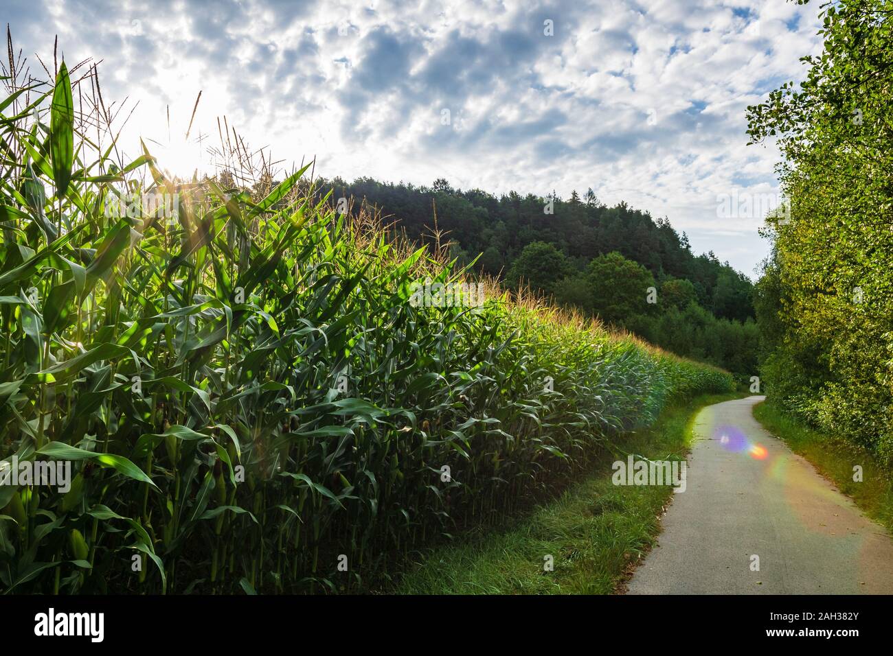 Pfad in der Nähe ein Maisfeld mit Sonnenstrahlen und Wolken im Himmel und ein Pfad vor im Bayerischen Wald Stockfoto