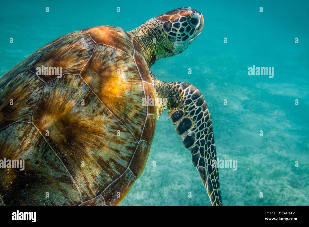 Grüne Meeresschildkröte auf den Malediven gesehen beim Tauchen und Schnorcheln Unterwasser mit der großen Schildkröte Tier Stockfoto