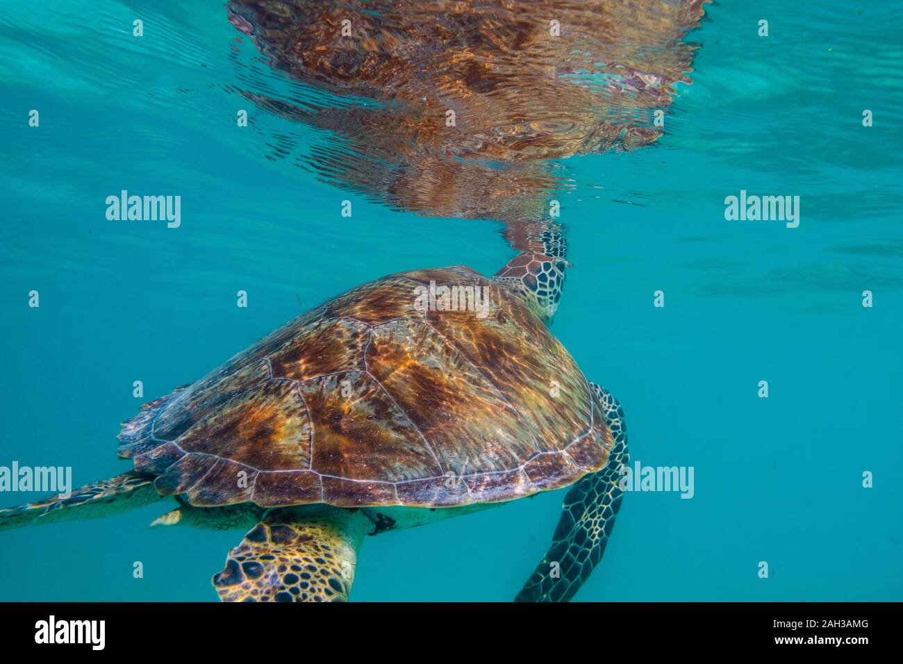 Grüne Meeresschildkröte auf den Malediven gesehen beim Tauchen und Schnorcheln Unterwasser mit der großen Schildkröte Tier Stockfoto