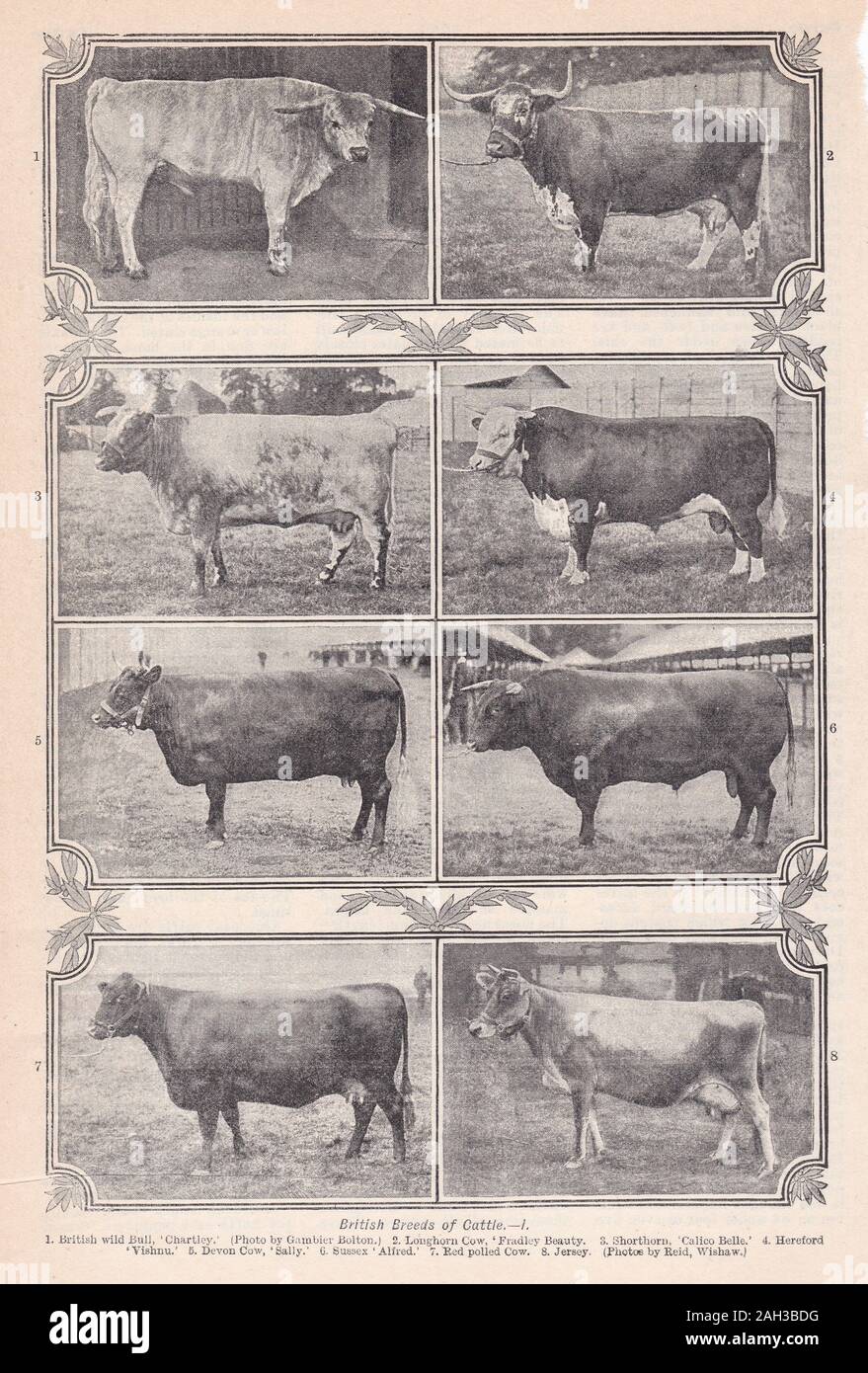 Rassen rinder -Fotos und -Bildmaterial in hoher Auflösung – Alamy