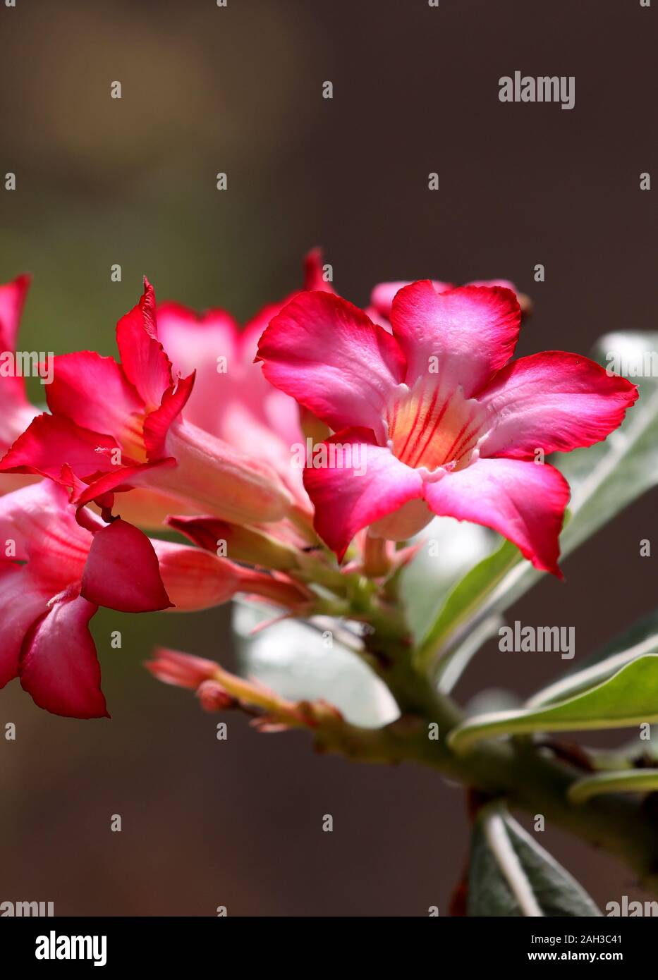 In den Kaktus Gehäuse werden Sie diese schönen roten, rosa und weißen Blüten wachsen in eine schöne Blüte. Stockfoto