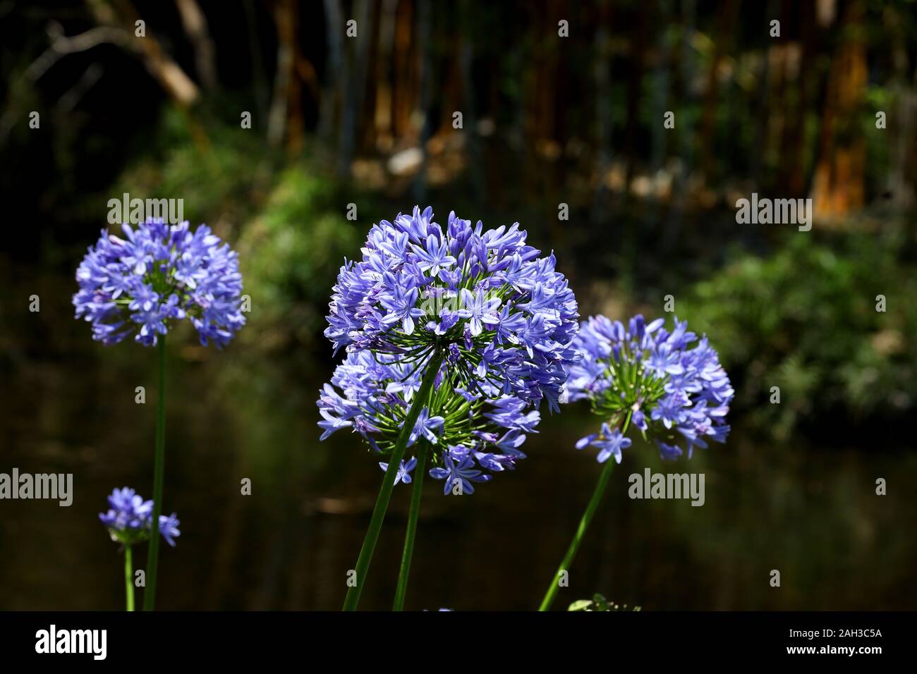 Violett Blau schöne Blumen alle Abloom in den Gärten in der Nähe des Teiches. Stockfoto